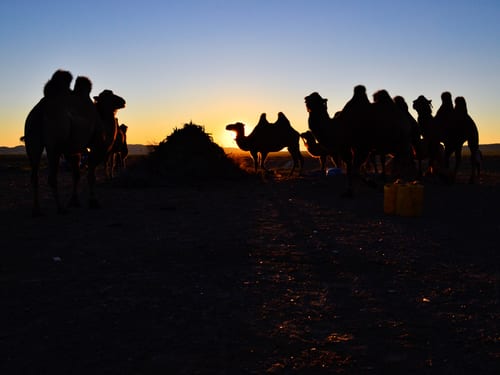 Charming Gobi Tour