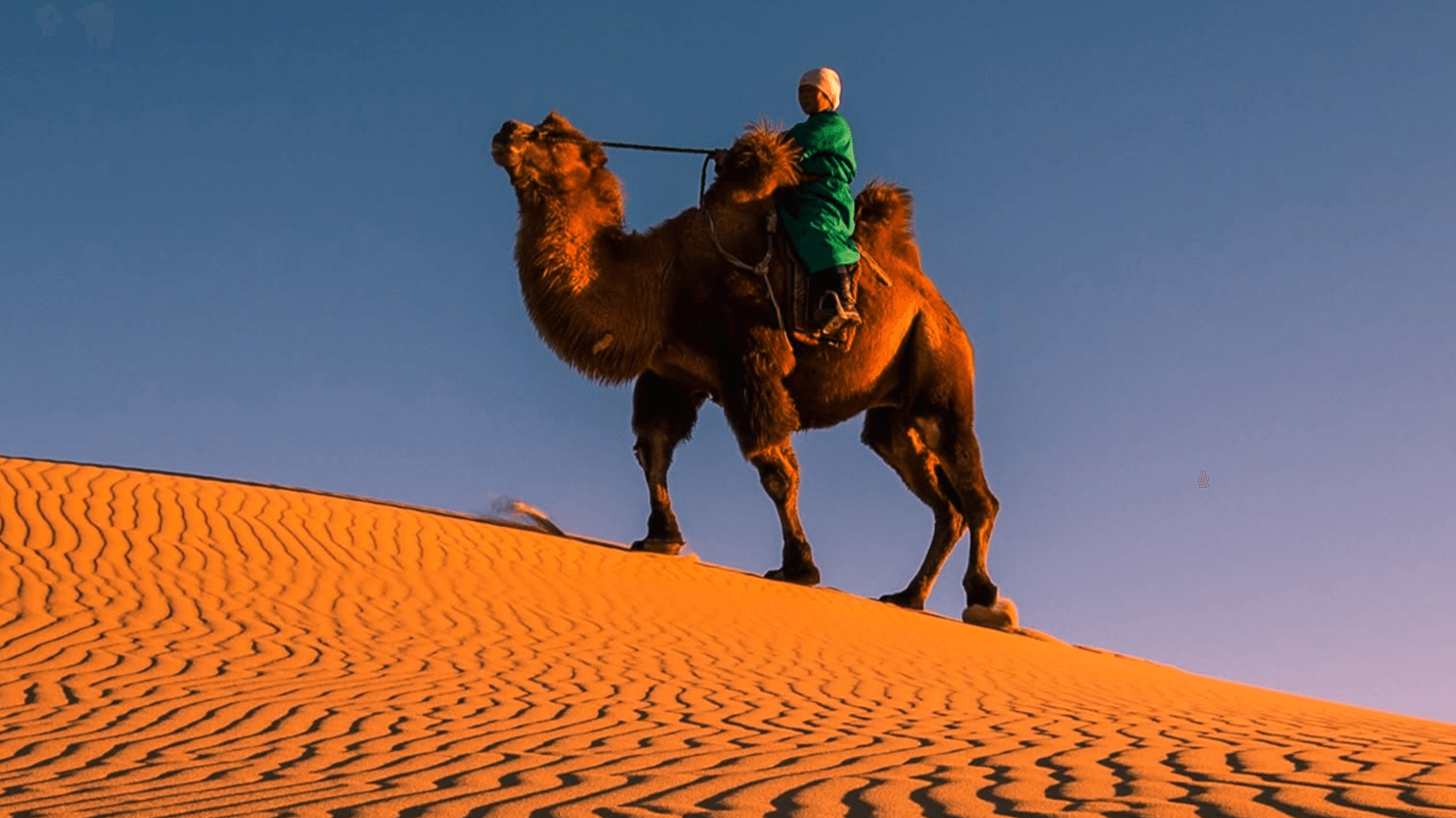 Camel Riding Journey Among the Khongor Sand Dunes