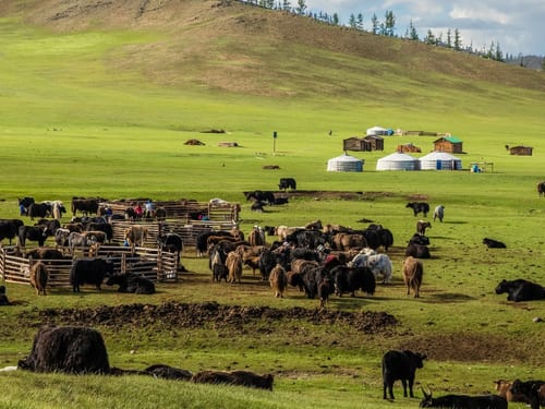 Mongolian Hospitality: Inside the Nomadic Way of Life