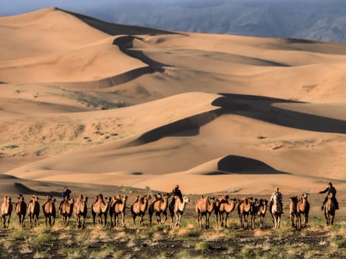 Camel Riding Journey Among the Khongor Sand Dunes