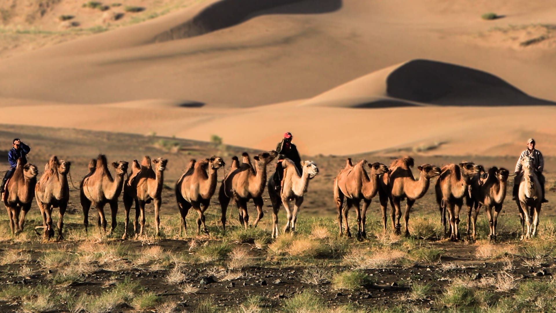 Camel Riding Journey Among the Khongor Sand Dunes