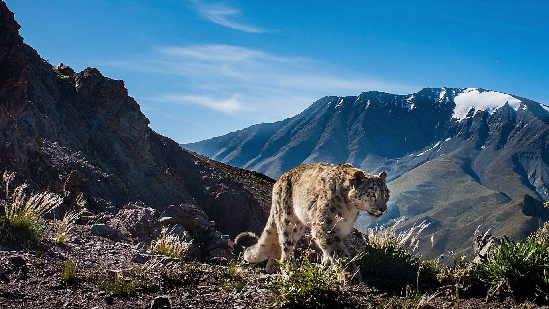 Snow Leopard tour at Baitag Bogd Mountain