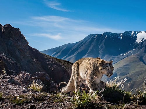 Snow Leopard tour at Baitag Bogd Mountain