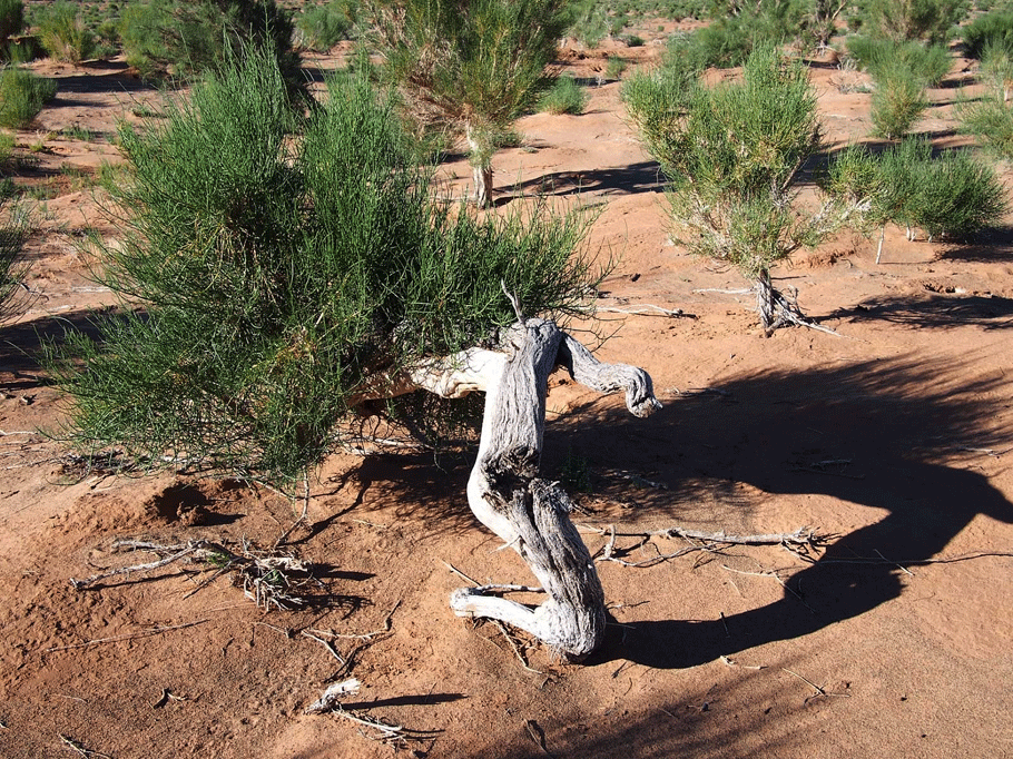 Plants of the Gobi Desert