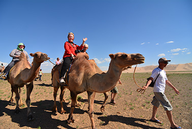 Mongolian camel