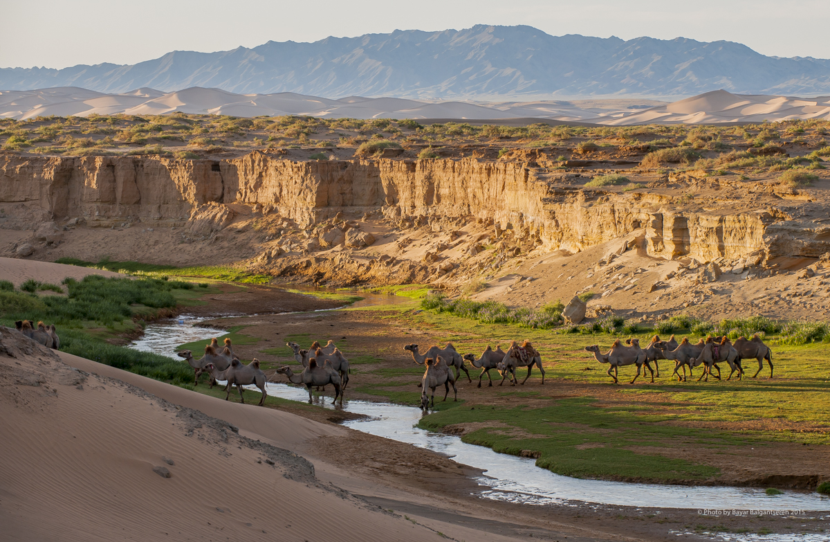 khongor River Oasis 