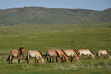 Hustai national park