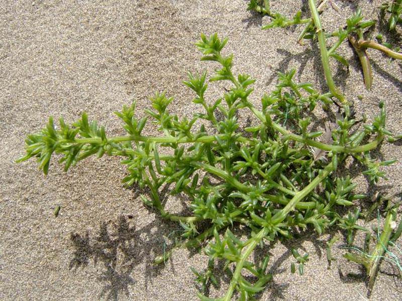 Plants of the Gobi Desert