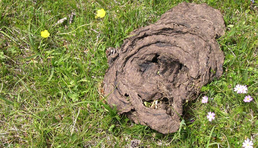 Treasure of Steppe  Dried Dung